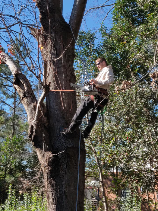 An arborist with a chainsaw preparing for tree trimming or removal by Lambert's Tree Service in Fayetteville, NC.