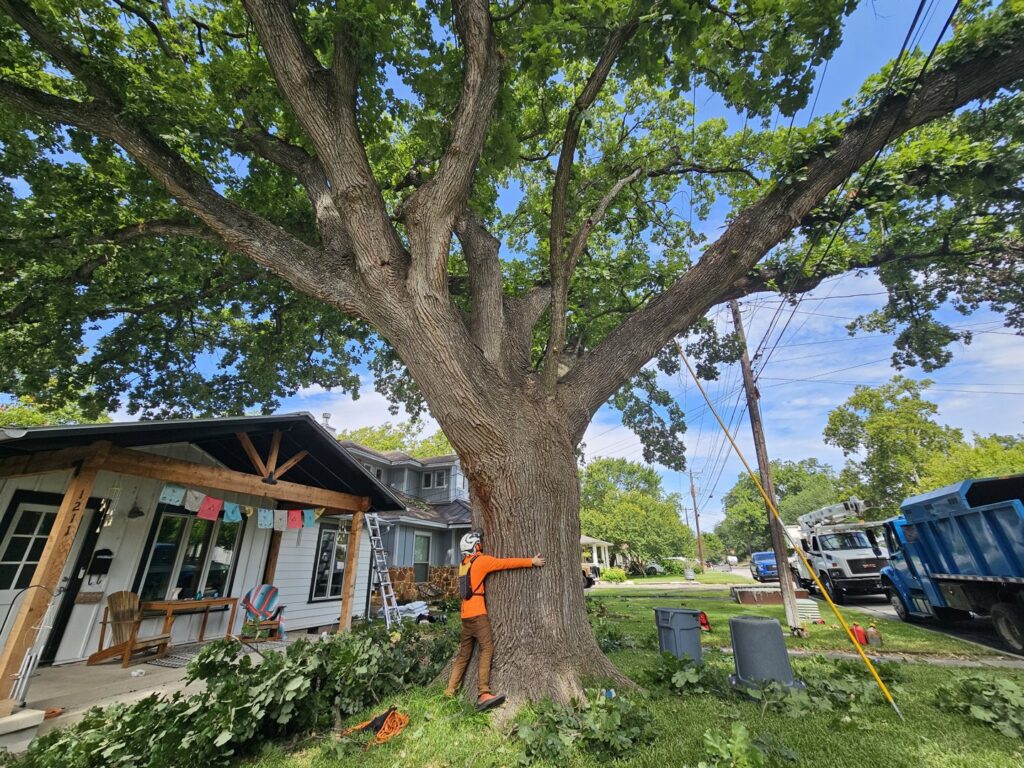 An arborist in safety gear standing next to a large tree with a bucket truck in the background, from The Tree Amigos in Austin, TX.