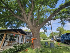 An arborist in safety gear standing next to a large tree with a bucket truck in the background, from The Tree Amigos in Austin, TX.