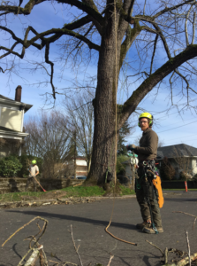 An arborist with climbing ropes and a crew member cleaning up after tree work for Samsara Tree Care in Portland, OR.