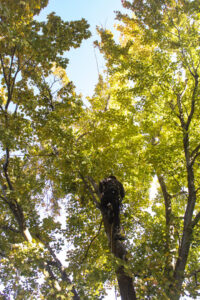 An arborist in safety gear working high in a tree, performing trimming or removal for DeMasters Tree Care LLC in Nampa, ID.