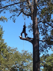 An arborist safely working high in a tree, secured by ropes, for Full Throttle Tree Service in Douglasville, GA