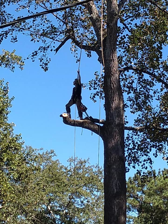 An arborist safely working high in a tree, secured by ropes, for Full Throttle Tree Service in Douglasville, GA
