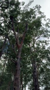 An arborist in climbing gear working high in a tall tree, performing professional tree services for Island Treescape in Ninole, HI.