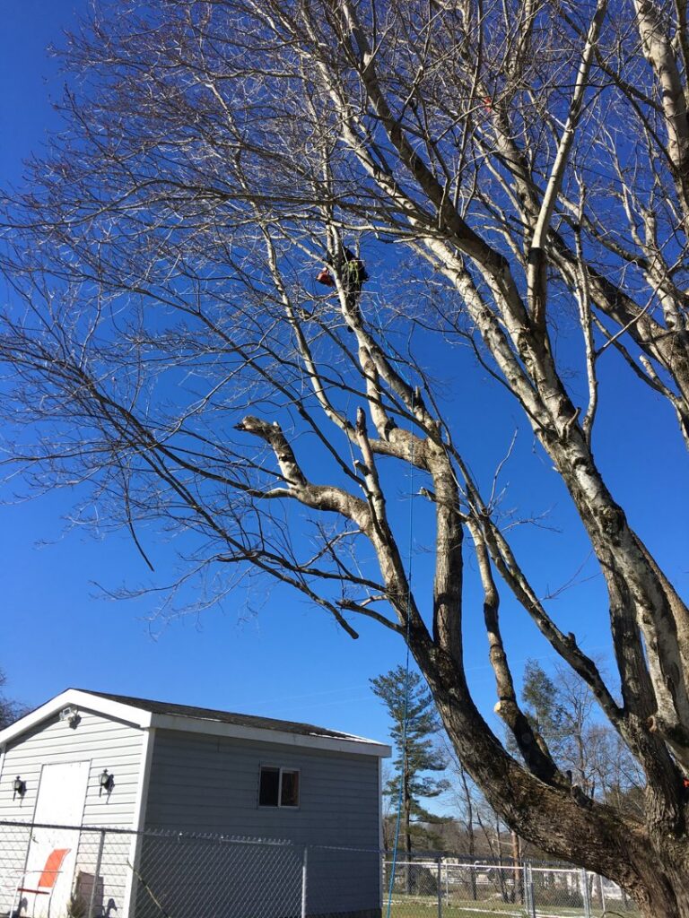 An arborist safely working high in a bare tree, performing tree service for ClearTree LLC in Joppa, MD.