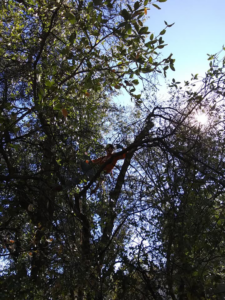 An arborist working high up in a dense, leafy tree for Crowning Arborist in Phoenix, AZ.