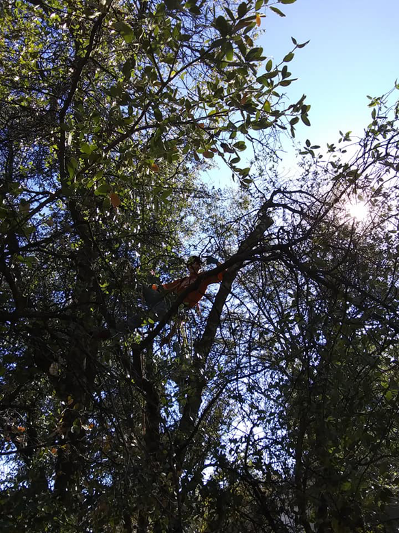 An arborist working high up in a dense, leafy tree for Crowning Arborist in Phoenix, AZ.