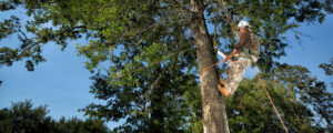 An arborist safely working high in a tree, performing professional tree services for Palacios Tree Services in New Castle, DE.