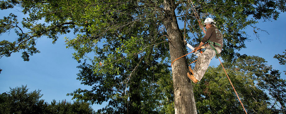 An arborist safely working high in a tree, performing professional tree services for Palacios Tree Services in New Castle, DE.