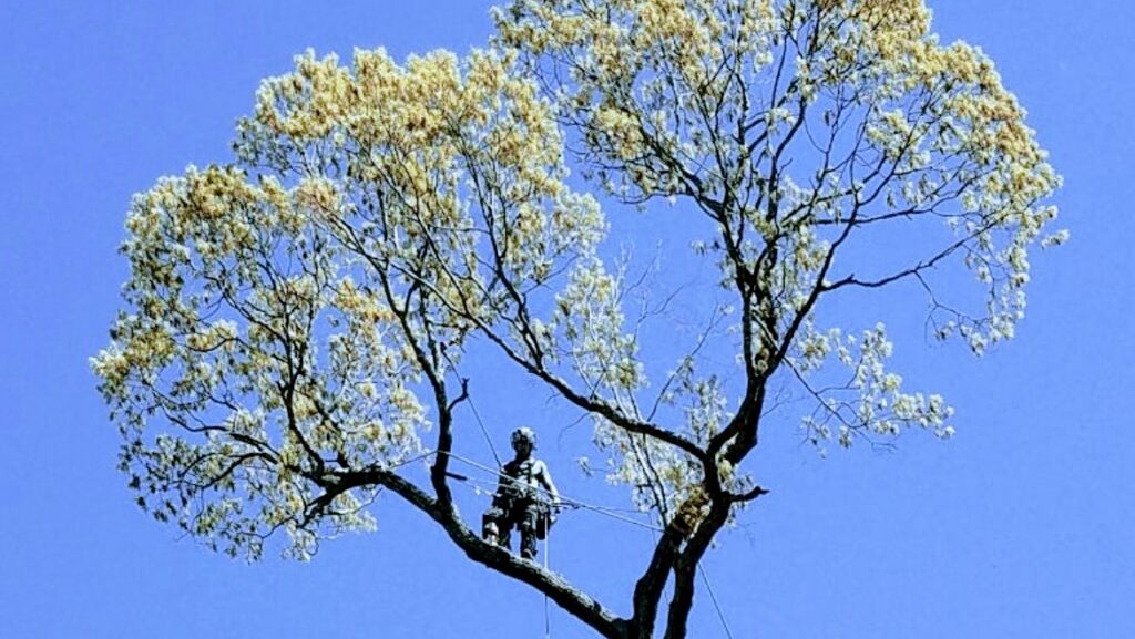 An arborist working high in a tree, secured with ropes, for Treetop's Tree Service in Chesapeake, VA.