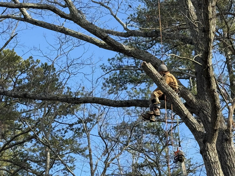 An arborist safely positioned in a tree, performing professional tree service for TreeWorks in Birmingham, AL.