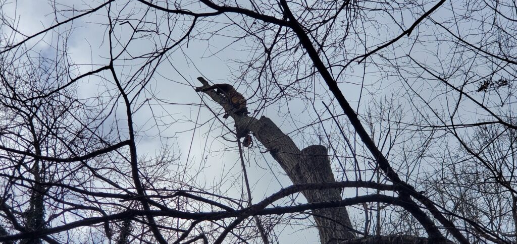 An arborist working high in a tree, secured with ropes, performing tree services for Joshua Tree Service in Smyrna, GA.