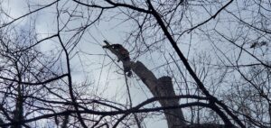 An arborist working high in a tree, secured with ropes, performing tree services for Joshua Tree Service in Smyrna, GA.