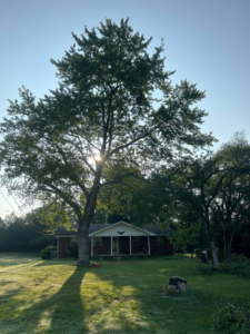 An arborist working high in a large tree in front of a residential home by 865 Tree Care in Knoxville, TN.