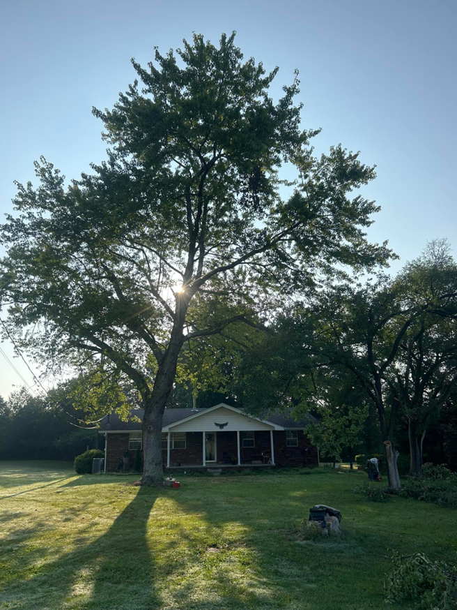 An arborist working high in a large tree in front of a residential home by 865 Tree Care in Knoxville, TN.