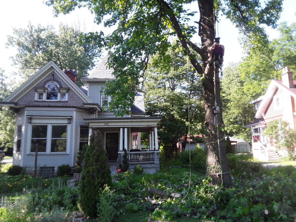 An arborist working on tree branches with ropes and safety gear for Wooded Ways Tree Removal in Cincinnati, OH.