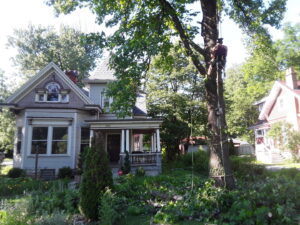 An arborist working on tree branches with ropes and safety gear for Wooded Ways Tree Removal in Cincinnati, OH.