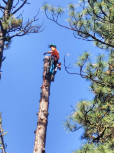 A professional arborist working high on a tree trunk, performing tree removal services for JPH Tree Service LLC in Boise, ID.