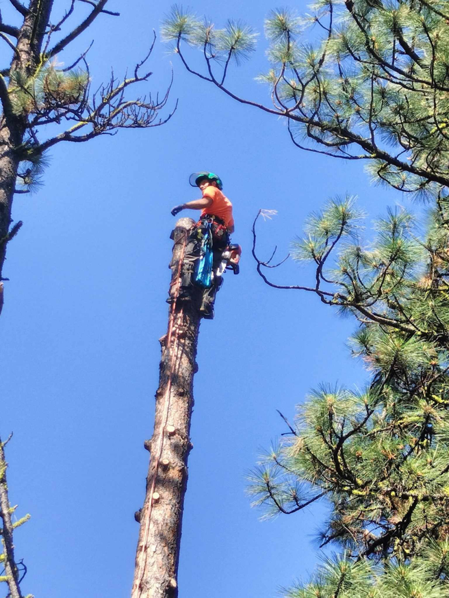 A professional arborist working high on a tree trunk, performing tree removal services for JPH Tree Service LLC in Boise, ID.