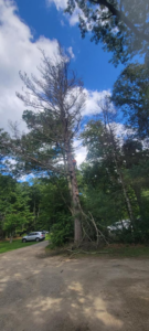 An arborist working high in a tall, de-limbed tree with cut branches on the ground for Randy Walker's Arborist Page in Cumberland Hill, RI.