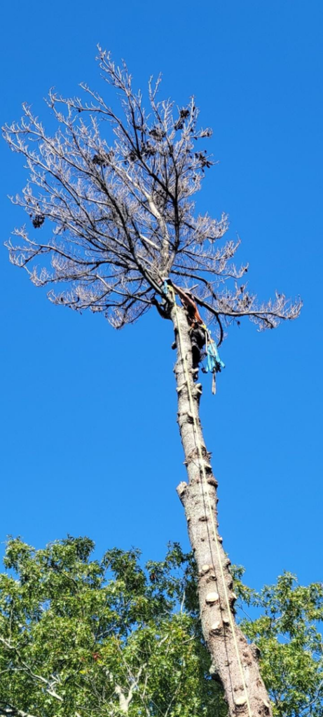 A close-up of an arborist working in the top section of a tall tree with ropes for Randy Walker's Arborist Page in Cumberland Hill, RI.
