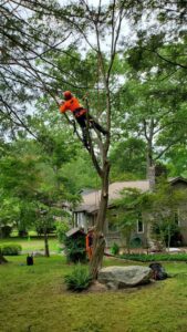 Two arborists work together, one climbing a tree with ropes for removal or pruning by Savatree Burlington, VT.