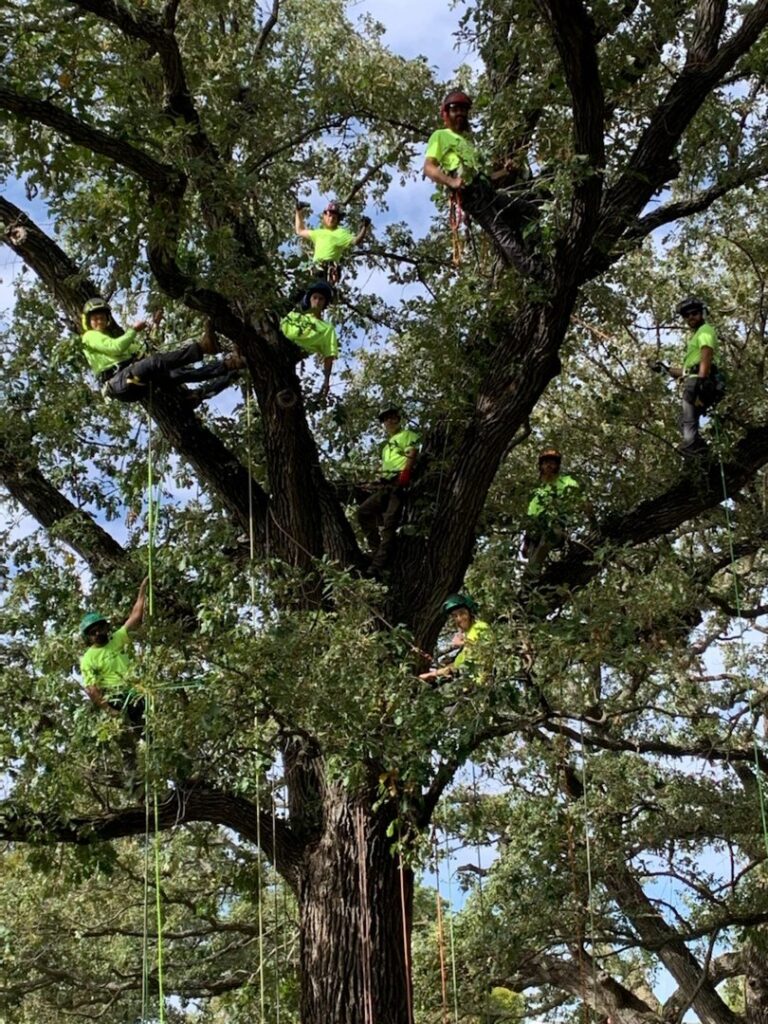 Multiple arborists from Monster Tree Service of Omaha, NE, are safely climbing and trimming a large tree.