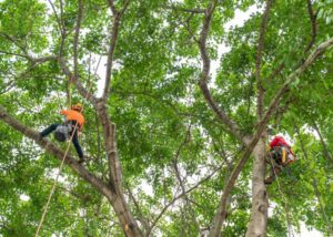 Two arborists climbing and trimming tall trees using ropes and harnesses for Pittsburgh Tree Trimming & Removal Service in Pittsburgh, PA.