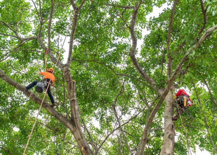 Two arborists climbing and trimming tall trees using ropes and harnesses for Pittsburgh Tree Trimming & Removal Service in Pittsburgh, PA.