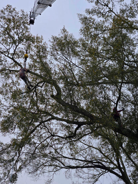 Two arborists in a tree with a crane hook assisting with tree removal for Fergusons Tree Care, LLC in Baton Rouge, LA.