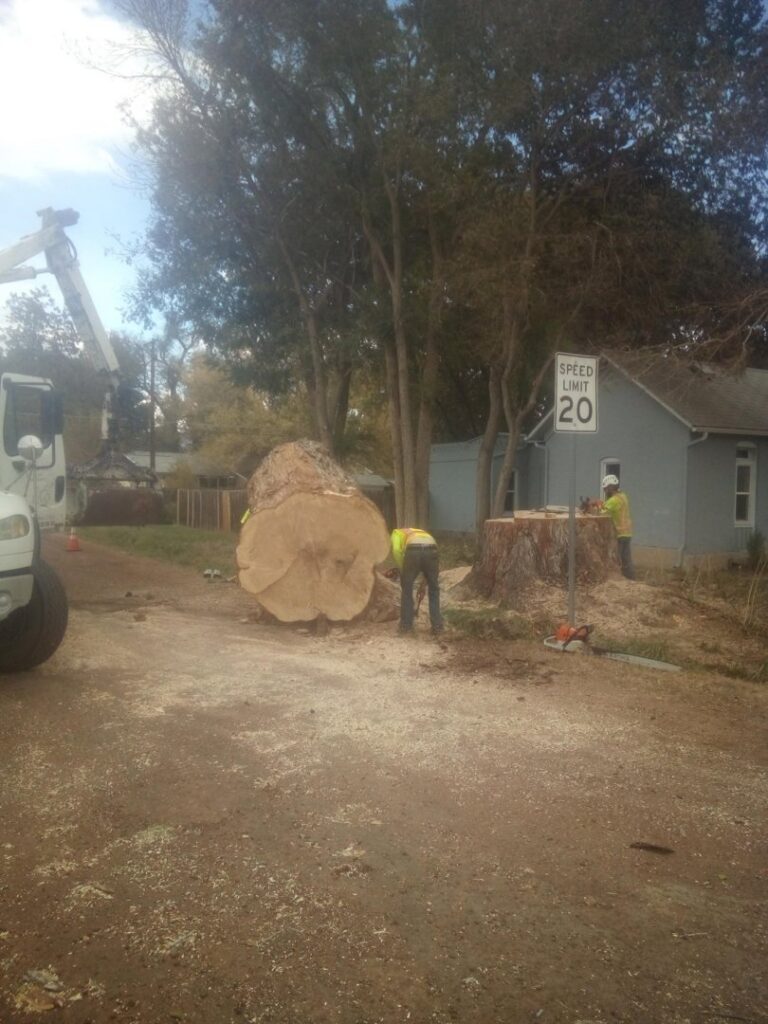 Arborists working on a large tree removal project with a bucket truck for Front Range Arborists in Colorado Springs, CO.