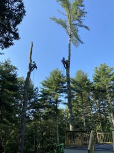 Two arborists from American Tree Service, Inc. rappelling down trees after removal in Coventry, RI.