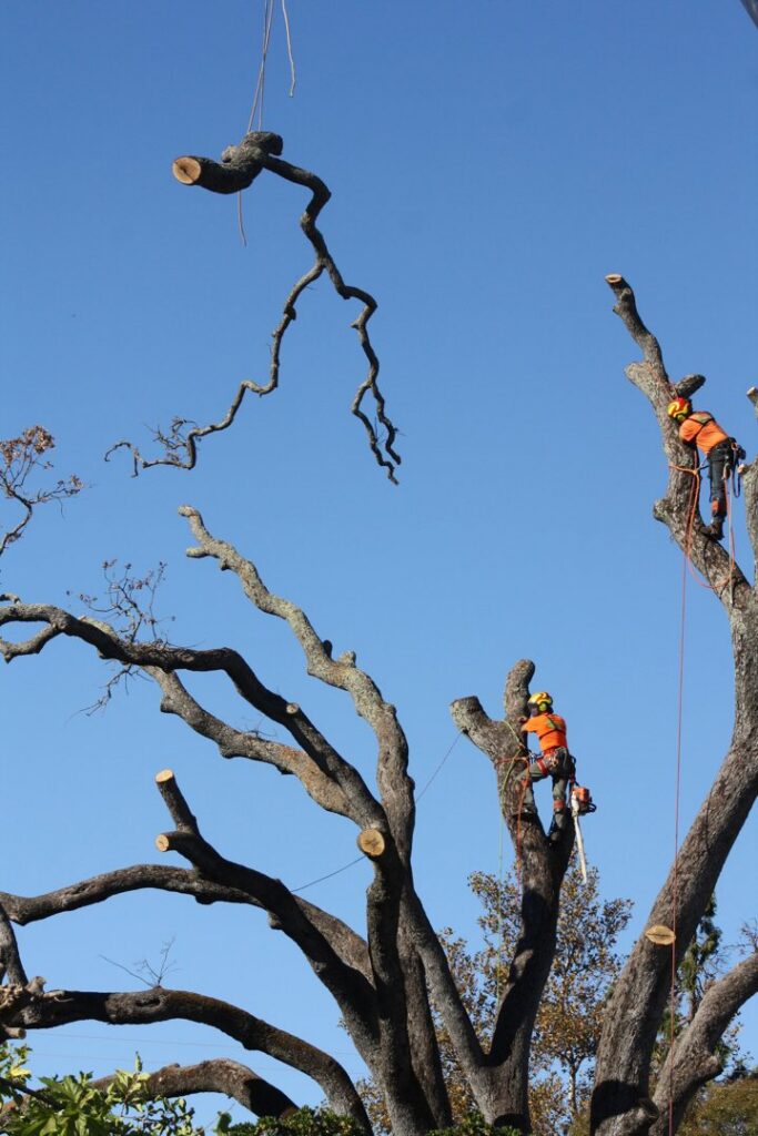 Two arborists removing branches from a large tree with ropes for A Better Tree Service in Sacramento, CA.