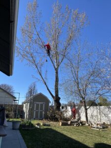 Arborists from Hunter Tree Services removing a tall tree in a residential backyard in Nampa, ID.