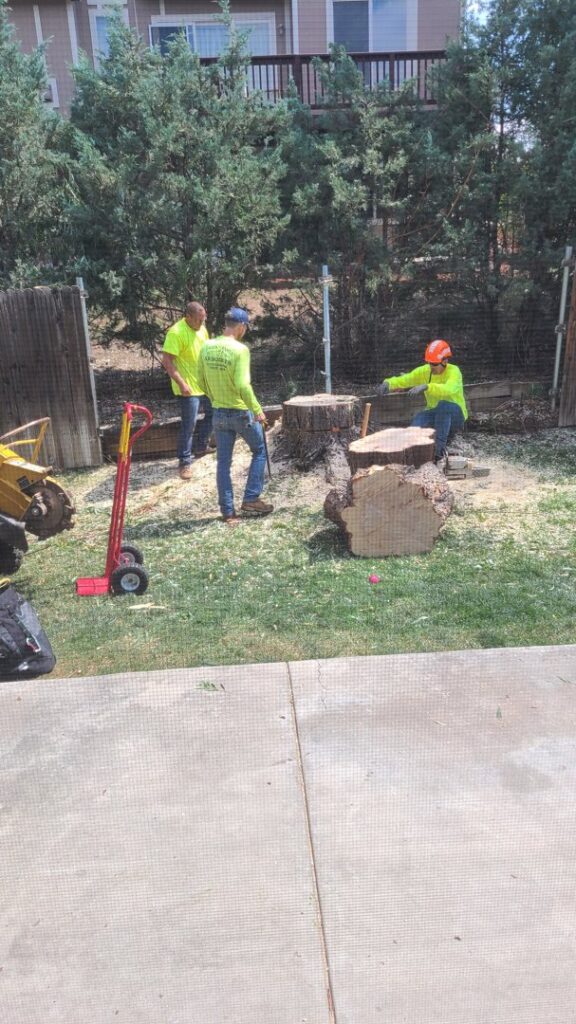 Arborists performing stump grinding and tree removal services for Front Range Arborists in Colorado Springs, CO.