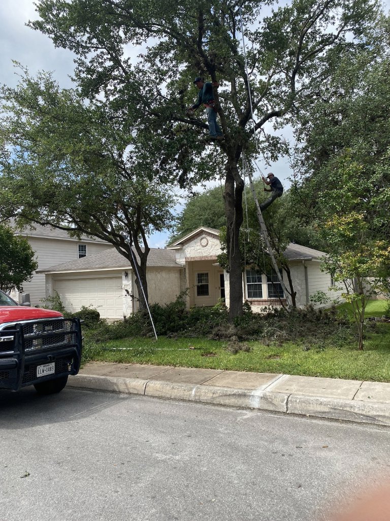 Two arborists actively trimming a large tree at a residential property for Luna's Tree Service in San Antonio, TX.