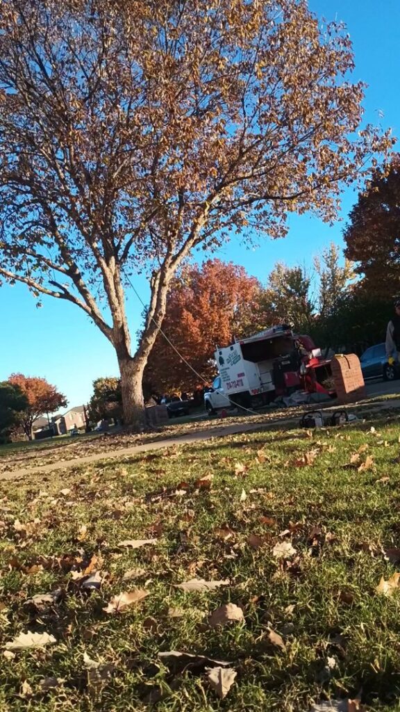 An autumn tree with a tree service truck and chipper ready for work by Lion Tree Service in Dallas, TX.