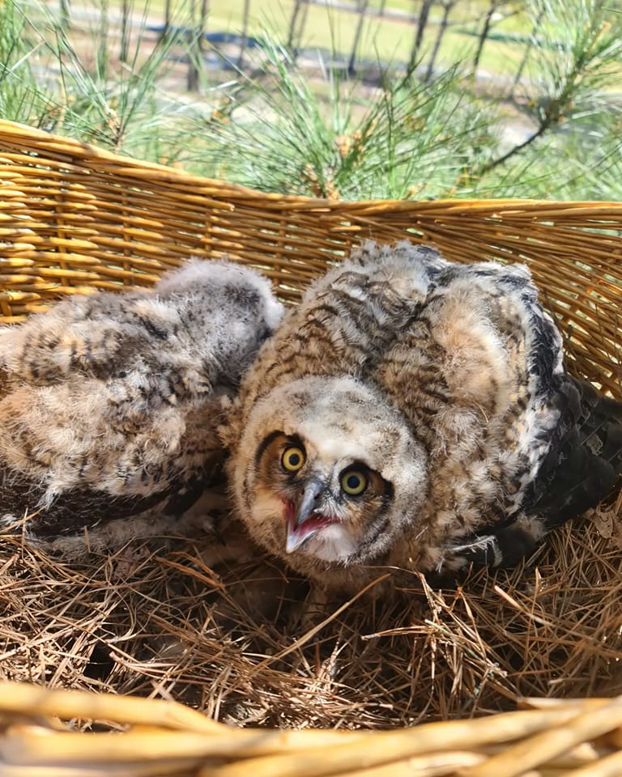 Baby owls safely placed in a rescue basket by Humanitree in Richmond, VA