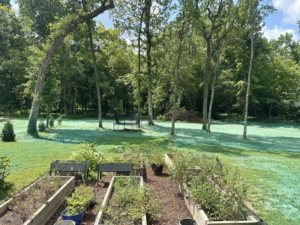 A backyard with newly hydroseeded grass and raised garden beds by Tennessee Valley Erosion Control in Huntsville, AL.