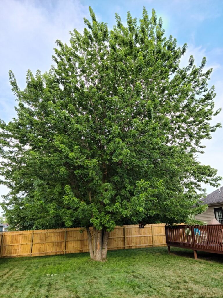 A new wooden privacy fence installation in a backyard by Ofandiski Fence Co. Inc in Lorain, OH.