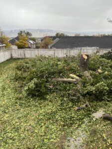 A backyard filled with tree debris and a freshly cut tree stump after tree service work by Golden Tree Service in Provo, UT.
