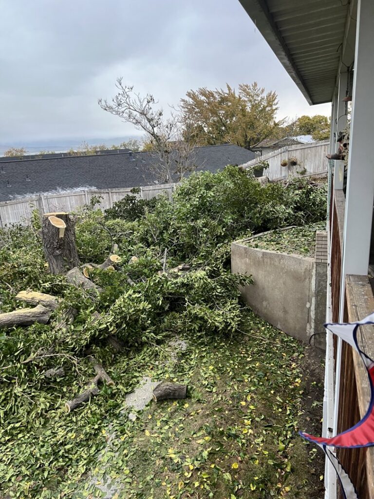 A backyard with tree debris and a tree stump after tree removal services by Golden Tree Service in Provo, UT.