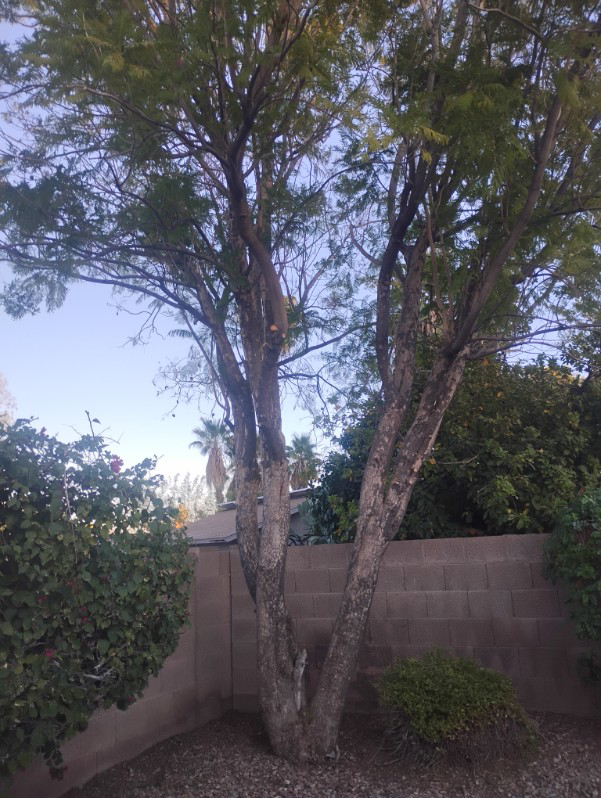 A backyard tree with recently pruned branches by Two Brothers Lawn & Tree Service in Fort Worth, TX.