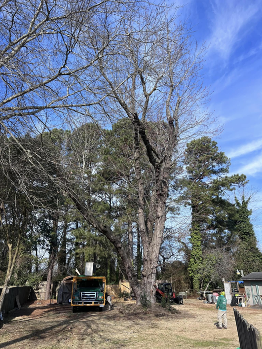 Kono Tree Care crew and equipment preparing for a large tree removal service in a backyard in Virginia Beach, VA.