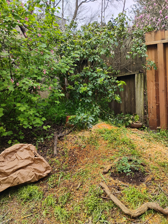 A backyard scene showing a tree stump and sawdust on the ground after tree removal by Prestige Peninsula Tree Trimmers in San Francisco, CA.