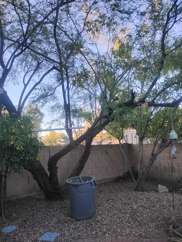 Backyard tree trimming and cleanup by Two Brothers Lawn & Tree Service in Fort Worth, TX.