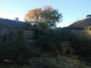 A backyard filled with cut tree branches and logs after tree trimming services by Arts Aspect Tree Services in Mesa, AZ