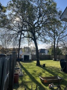 A backyard scene with a large tree and a chainsaw on the ground, indicating tree service work by Arbor Elite SC in Columbia, SC.