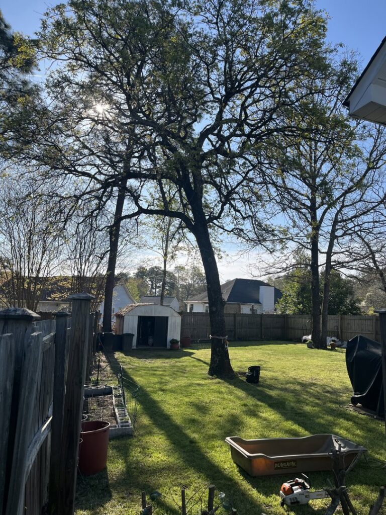 A backyard scene with a large tree and a chainsaw on the ground, indicating tree service work by Arbor Elite SC in Columbia, SC.