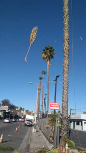 A residential backyard featuring palm trees undergoing trimming, with frond debris on the ground, by Tree Trimming 4 Less in Los Angeles, CA.